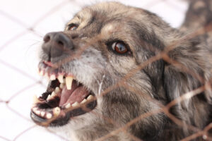 Columbia Dog Bite Lawyer with a dog snarling behind a fence