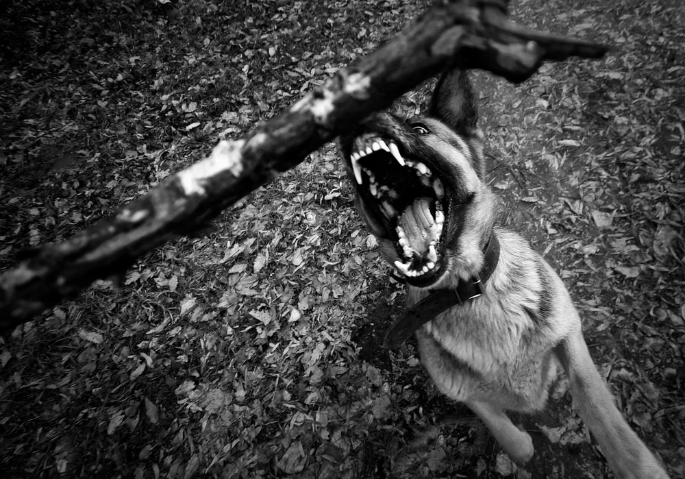 Dog bite lawyer in Sumter, SC
